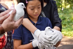 Hitomi prepares to release a dove.