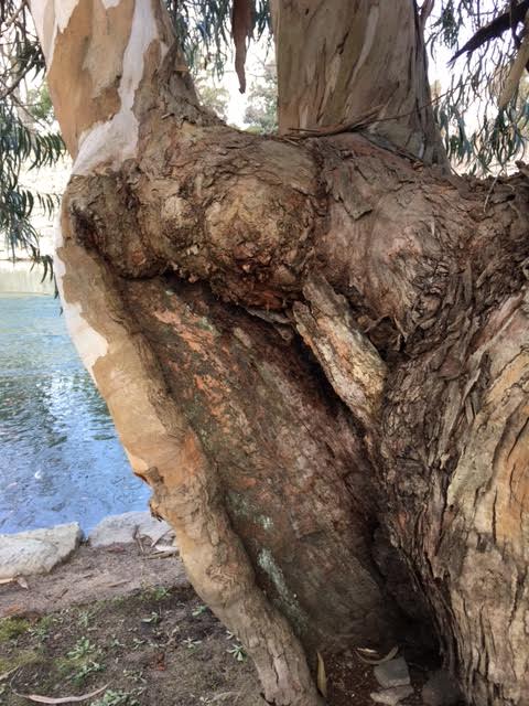 eucalyptus original trunk